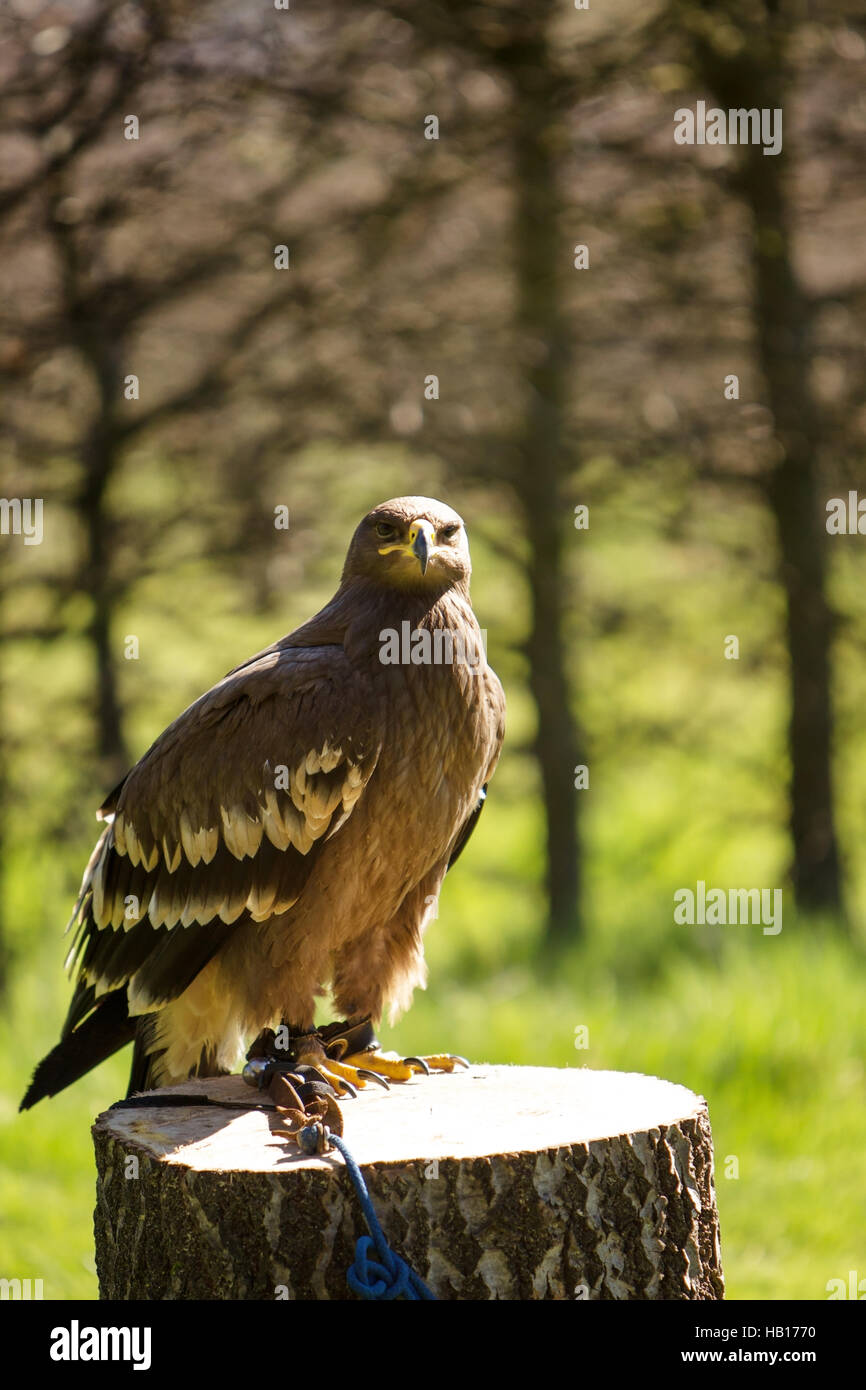 Rapace sparato fuori in cattività Foto Stock