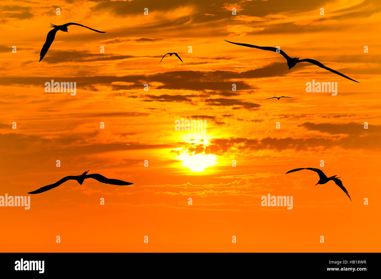 Gli uccelli tramonto sagome volanti è stormo di uccelli in volo il colorato tramonto surreale con un bianco caldo sole incandescente che guida il cammino. Foto Stock