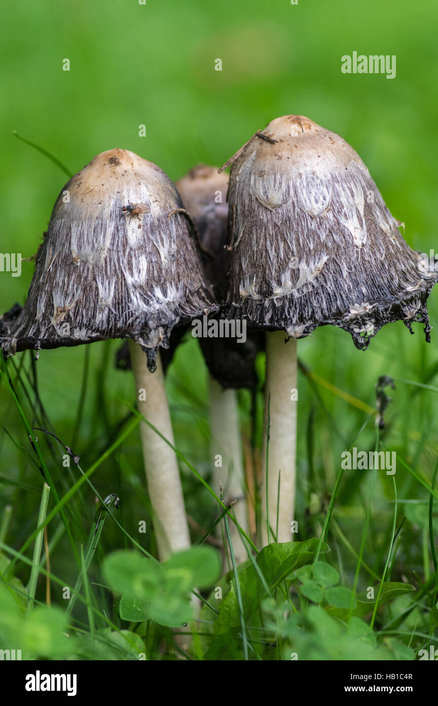 I funghi nel dettaglio Foto Stock