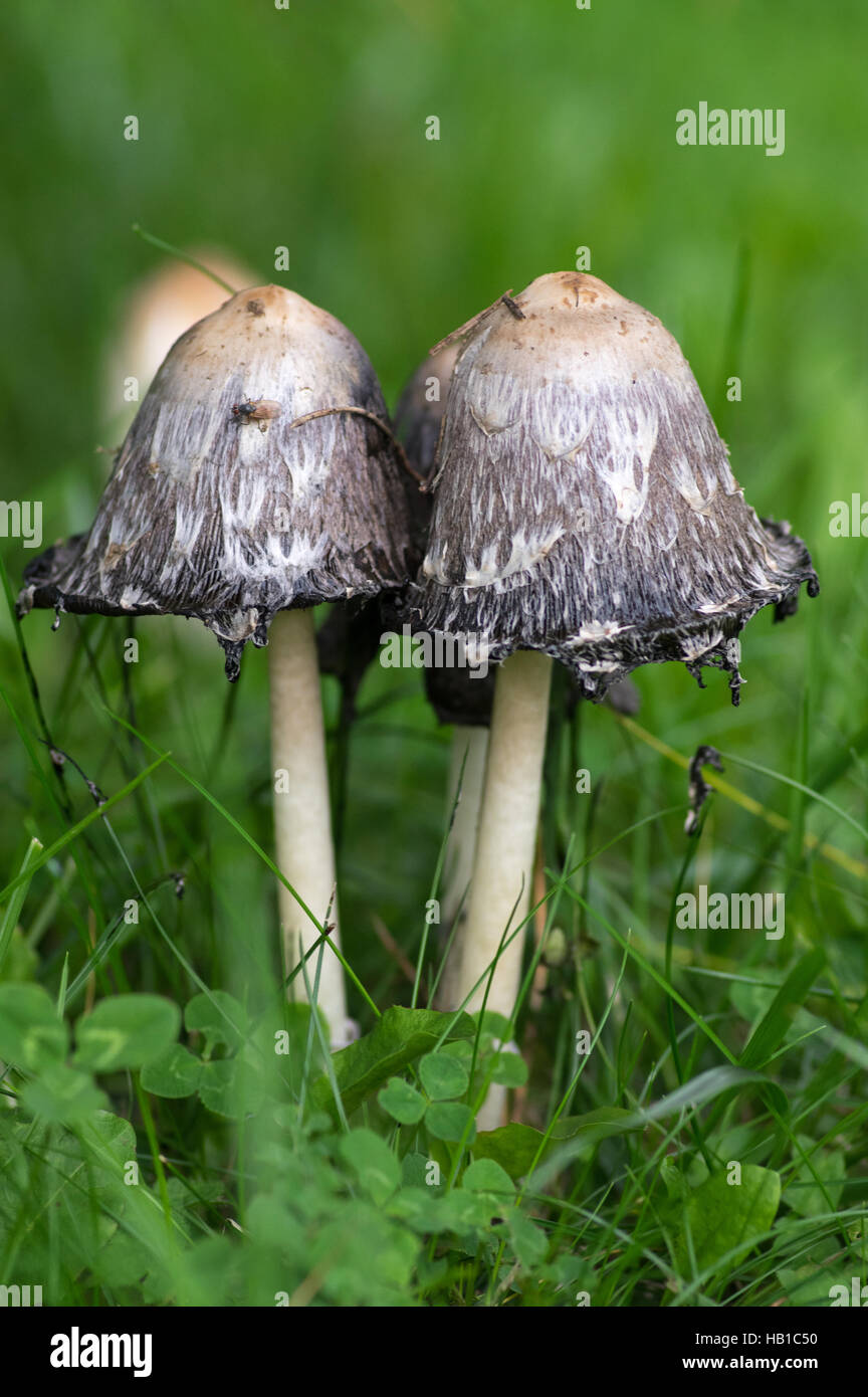 I funghi nel dettaglio Foto Stock