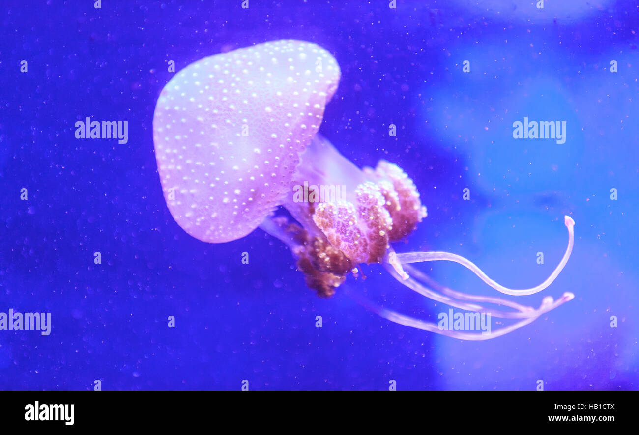 Australian spotted jelly, Phyllorhiza punctata Foto Stock