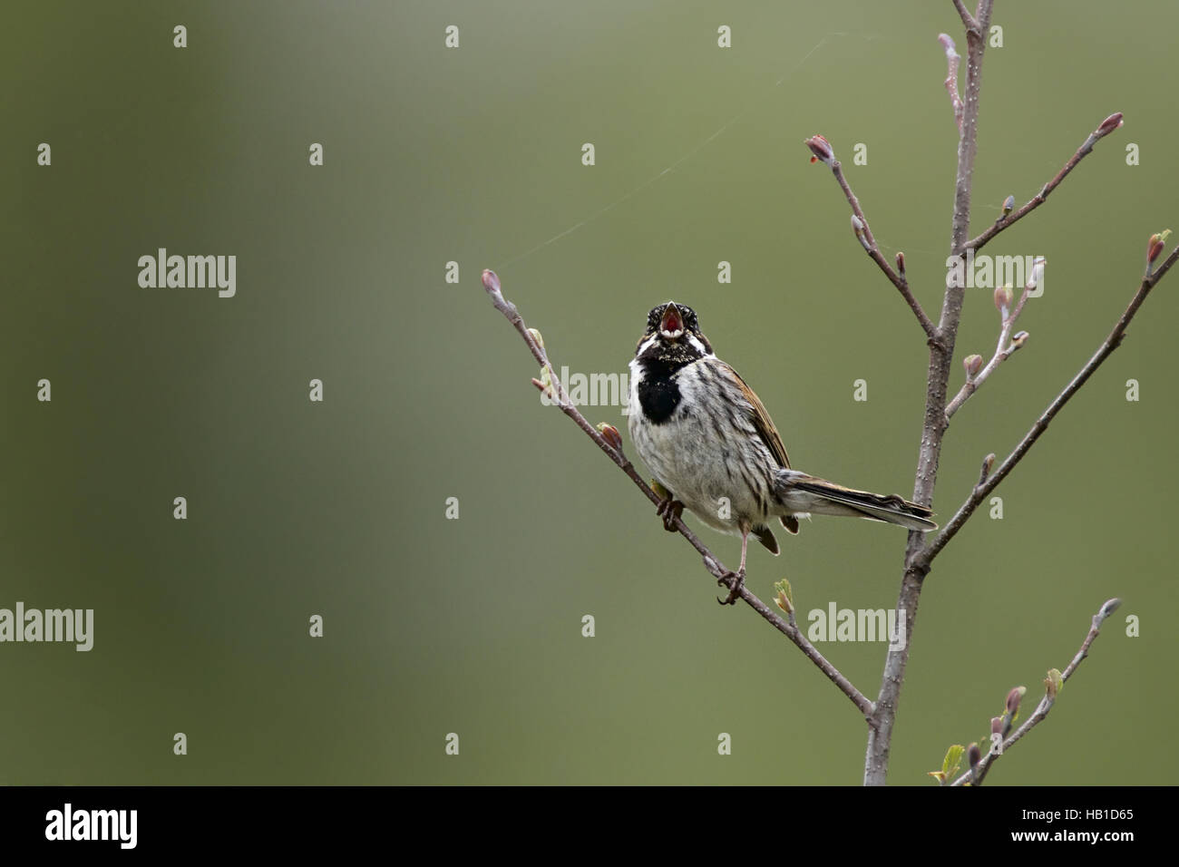 Reed Bunting Foto Stock