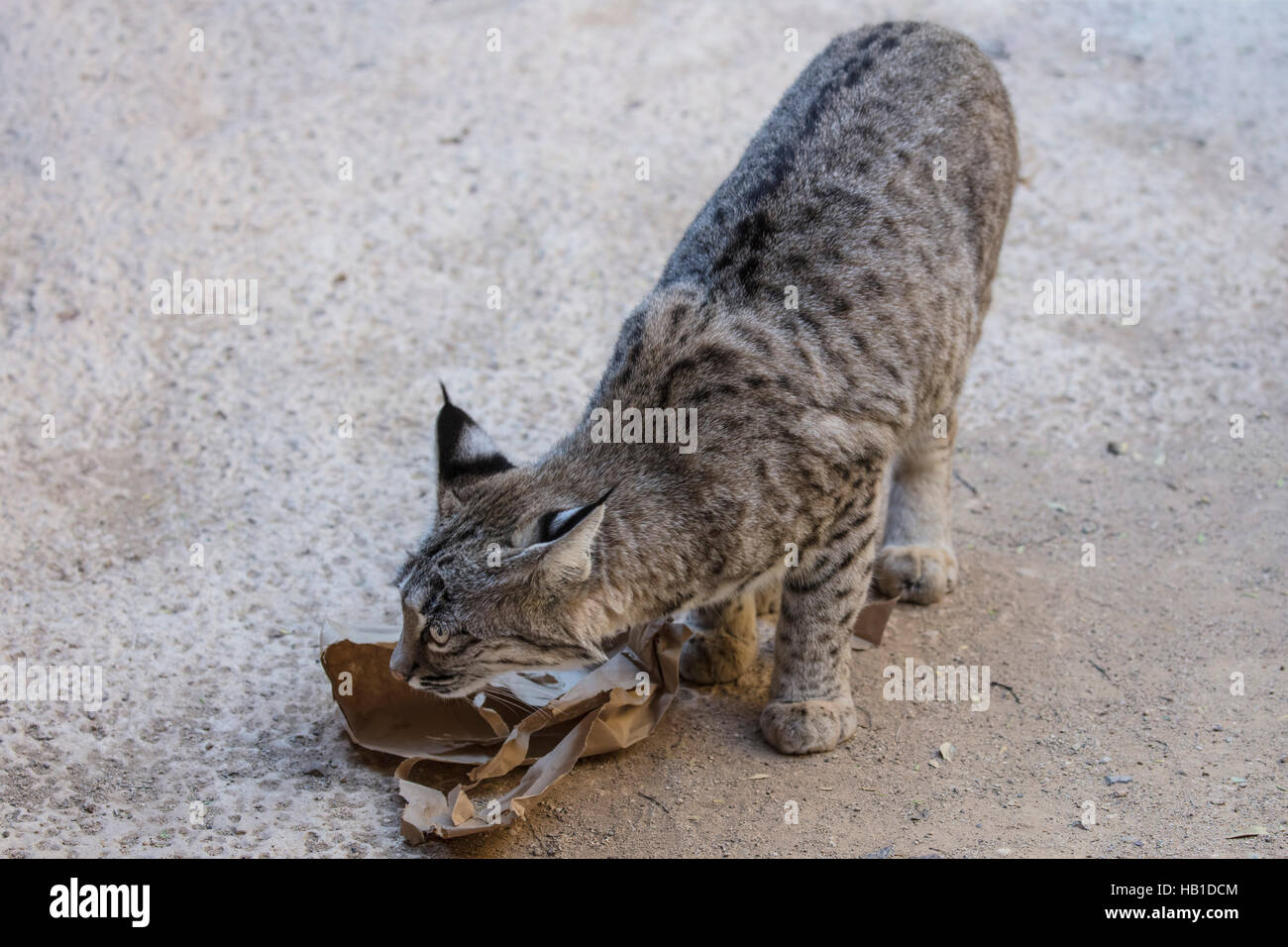 I Bobcats; Arizona Deserto Sonoran museo; Carol grigio; www.grayfoxxpixx.com; Foto Stock