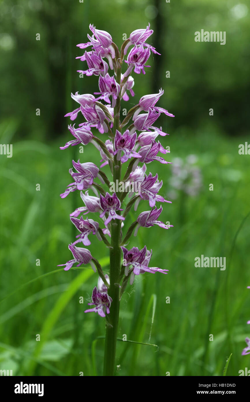 Orchidea militare, Orchis militaris Foto Stock