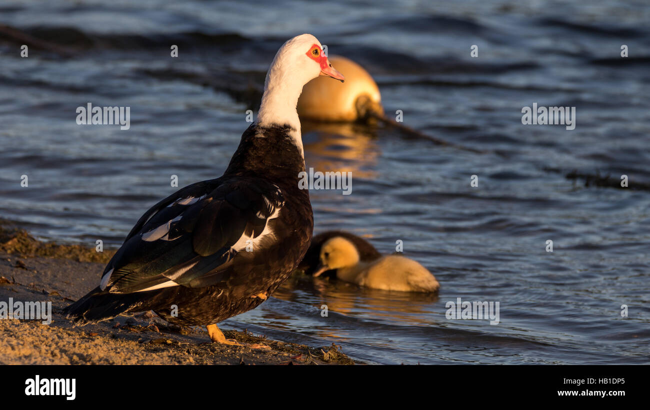 Anatra muta (Cairina moschata) con anatroccoli, lago presso le amache, Kendall, Florida Foto Stock
