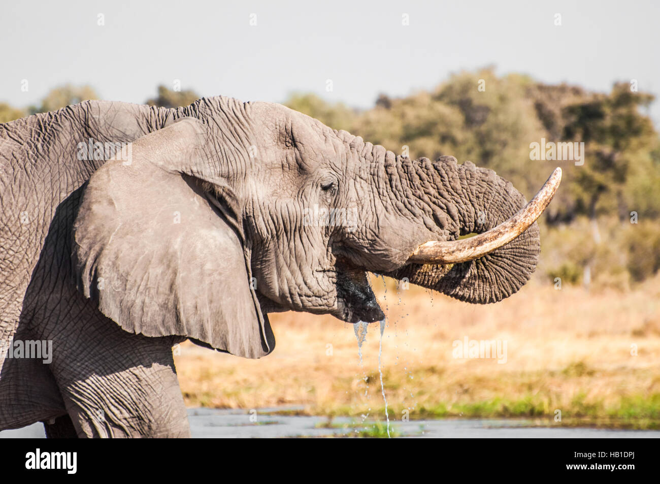 Elephant Acqua Potabile Foto Stock
