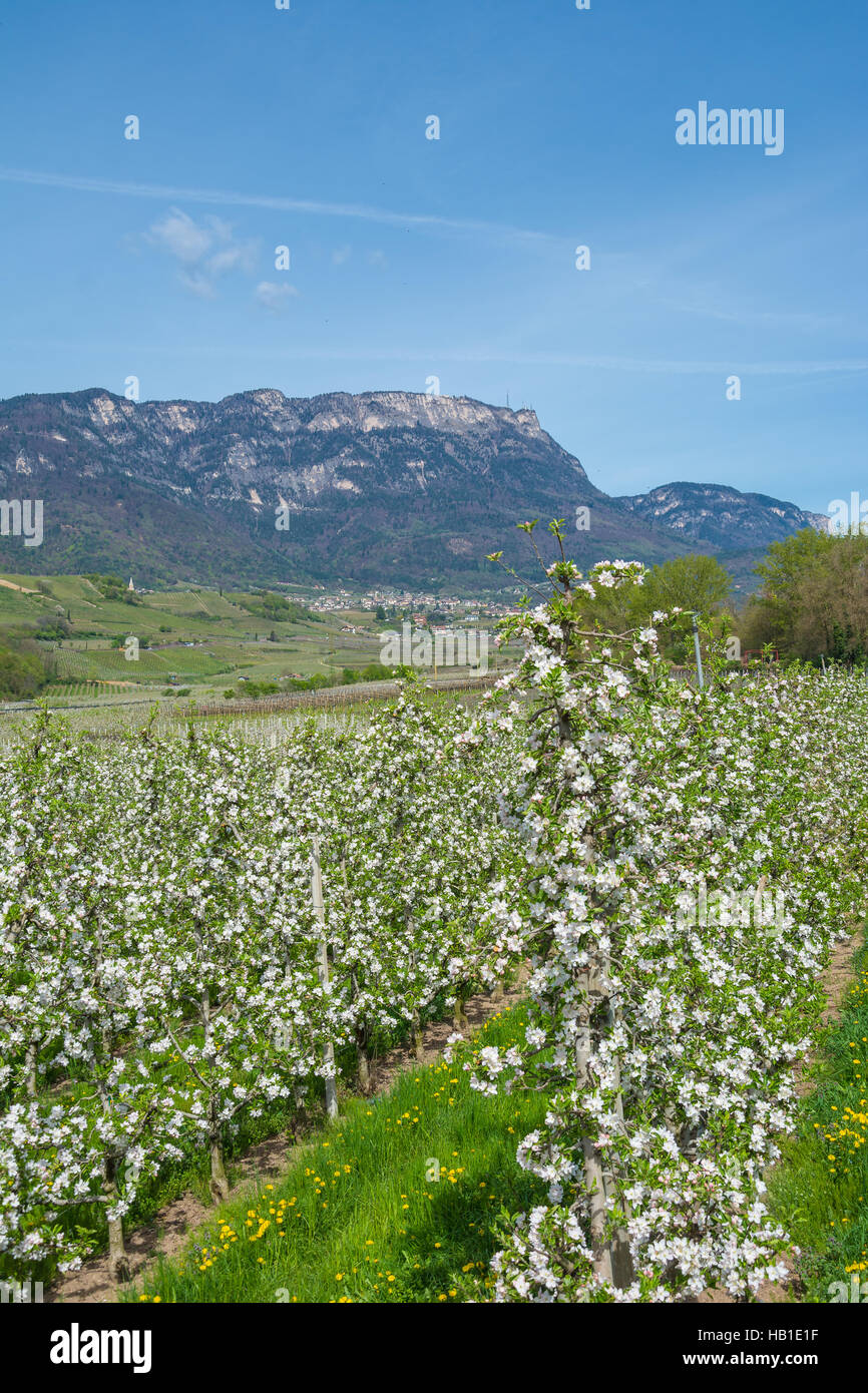 Caldaro mit Apfelanbau Foto Stock