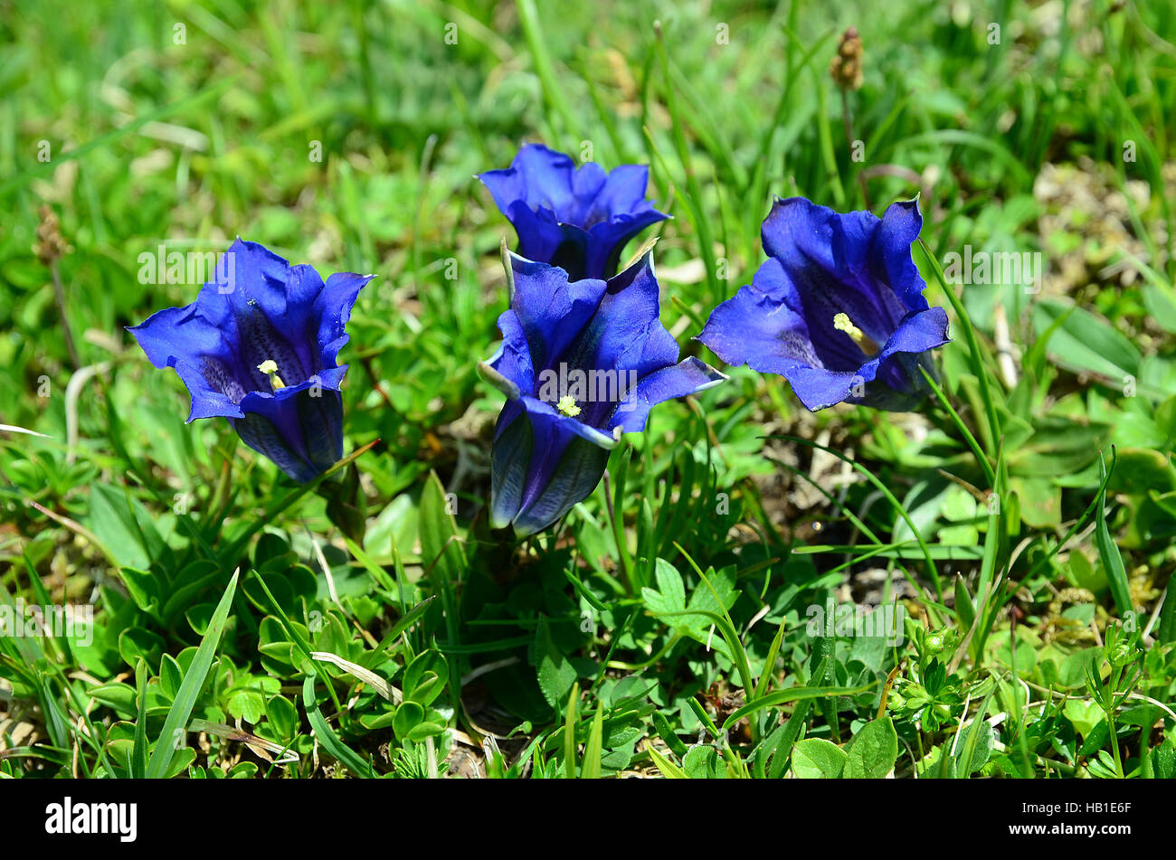 La genziana; tromba genziana; Foto Stock