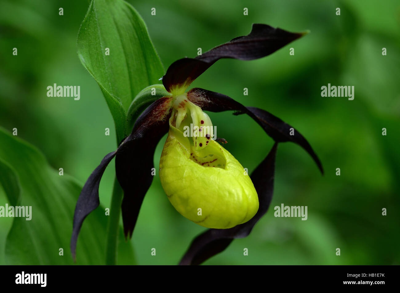 Pianella della Madonna orchid; orchid; fiore; Foto Stock