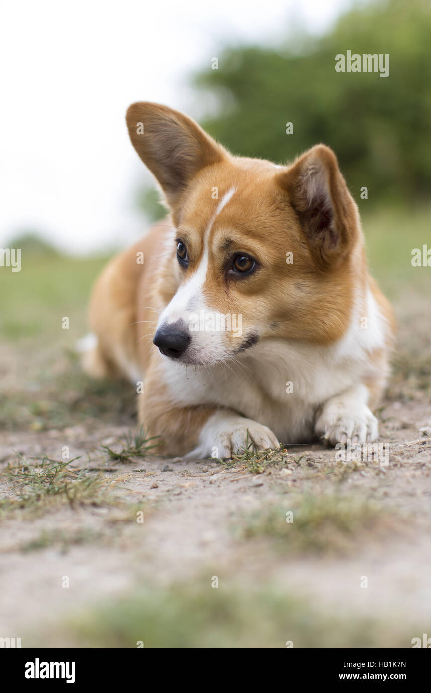 Welsh Corgi Pembroke Foto Stock