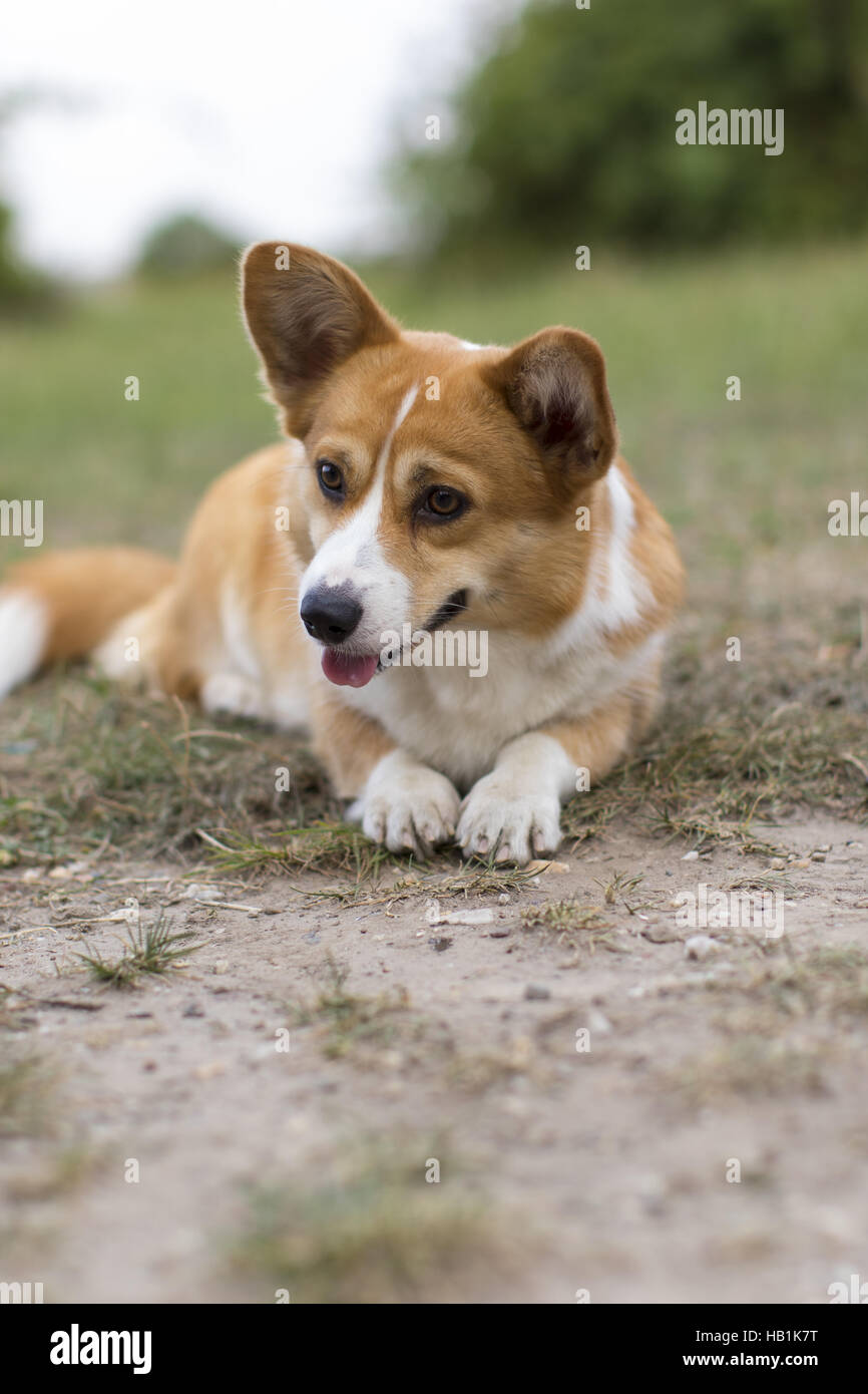 Welsh Corgi Pembroke Foto Stock