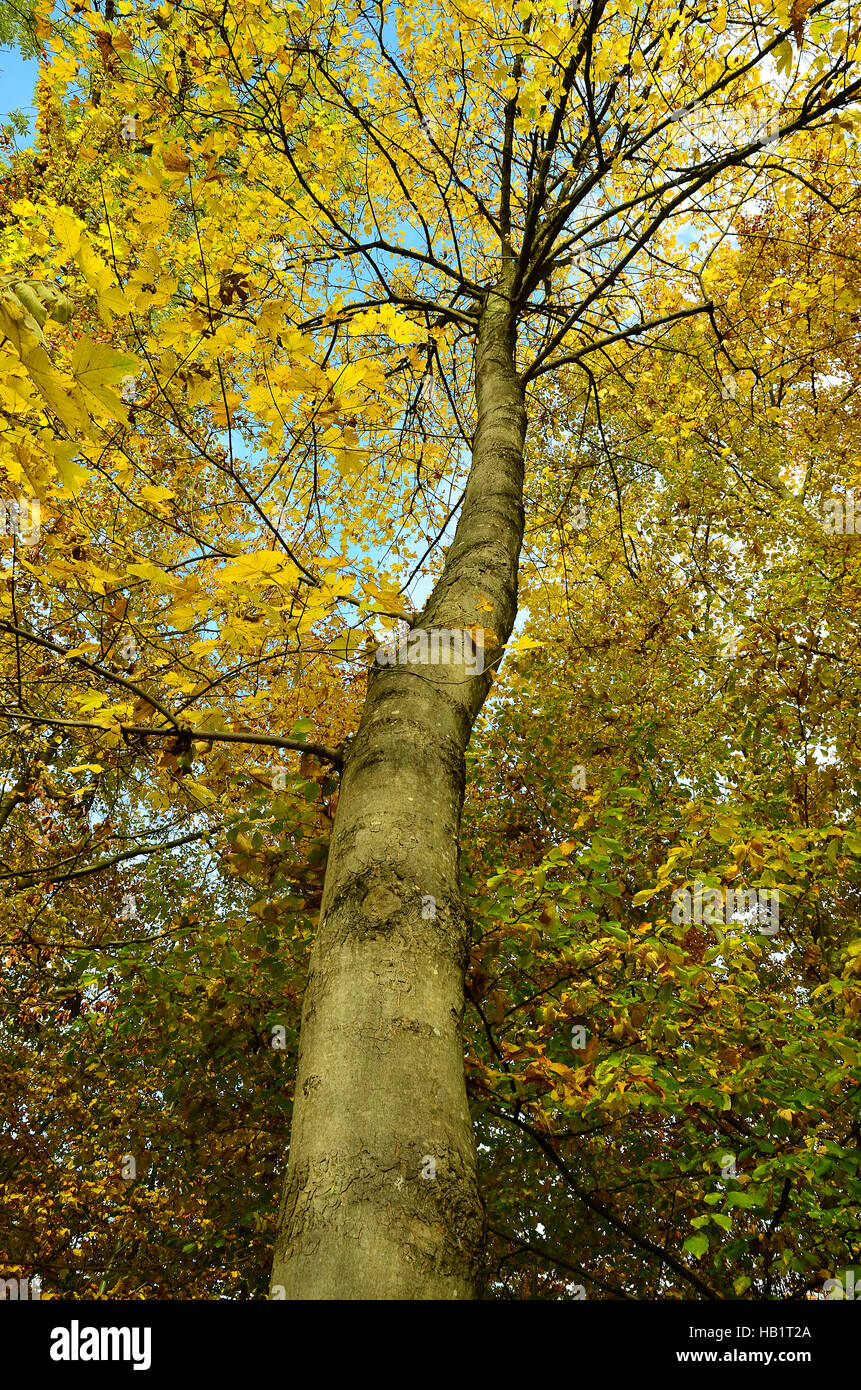 Acero in autunno, albero, Foto Stock
