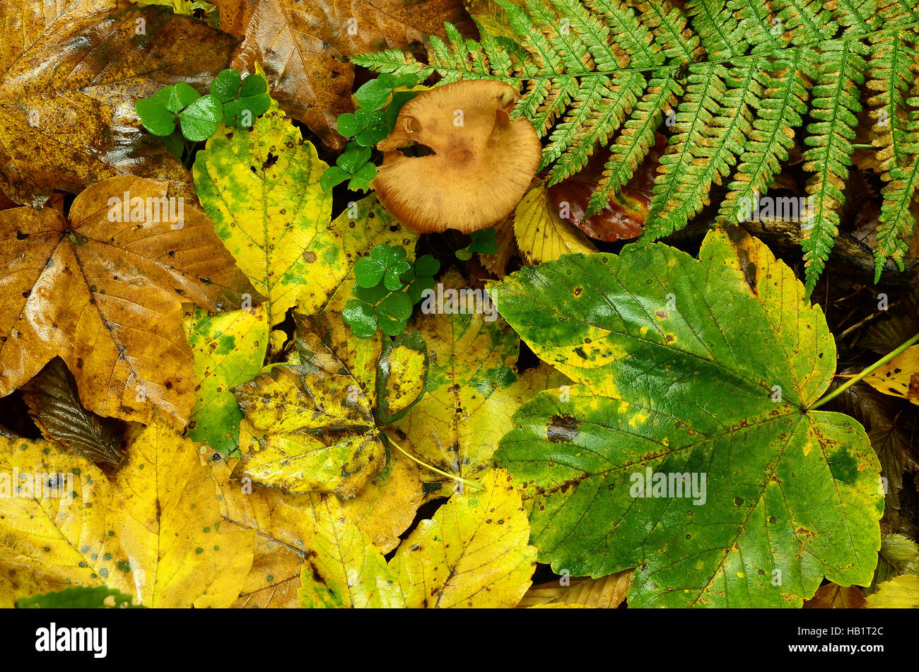Autunno, leaf, foglie di felce, coloful, testa a fungo Foto Stock