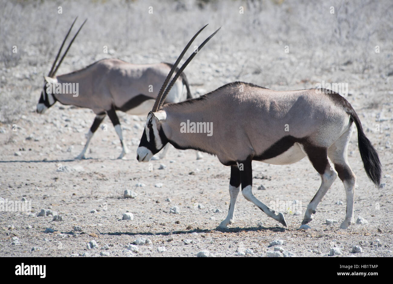 Oryx antilopi (oryx) Foto Stock