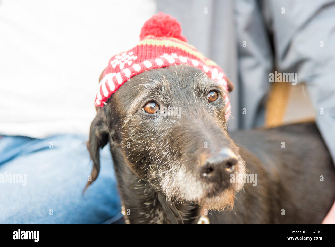 Keswick, Cumbria, nel Regno Unito il 4 dicembre 2016. Un cane che indossa un cappello di festa prende parte in Keswick Vittoriano Fayre di Natale nel distretto del Lago Città. La manifestazione annuale permette di beneficenza per promuovere le loro cause con a tema Vittoriano con bancarelle e intrattenimento. Credito Eales Julian/Alamy Live News Foto Stock