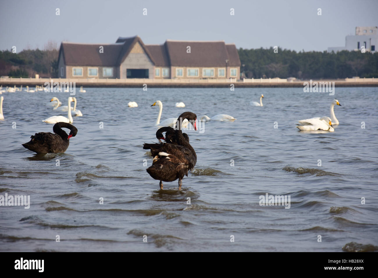 Rongcheng, Rongcheng, Cina. 4° dic, 2016. Rongcheng, CINA-dicembre 4 2016: (solo uso editoriale. Cina OUT).Whooper cigni raccogliere a livello nazionale Area Naturale Protetta di Whooper cigni in Rongcheng, est della Cina di Provincia di Shandong, 4 dicembre 2016. Migliaia di whooper cigni volò a Rongcheng per l'inverno di quest'anno, attraendo un sacco di turisti e fotografi. Le statistiche hanno indicato che il numero dei cigni whooper battenti di Rongcheng per l'inverno aveva raggiunto più di 12.000 negli anni novanta. Tuttavia, il numero è sceso negli ultimi dieci anni. L'area protetta aveva già attribuito importanza alla impr Foto Stock