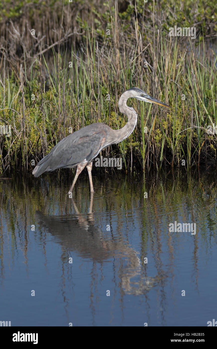 Grande airone blu (Ardea erodiade), Merritt Island National Wildlife Refuge, Florida Foto Stock