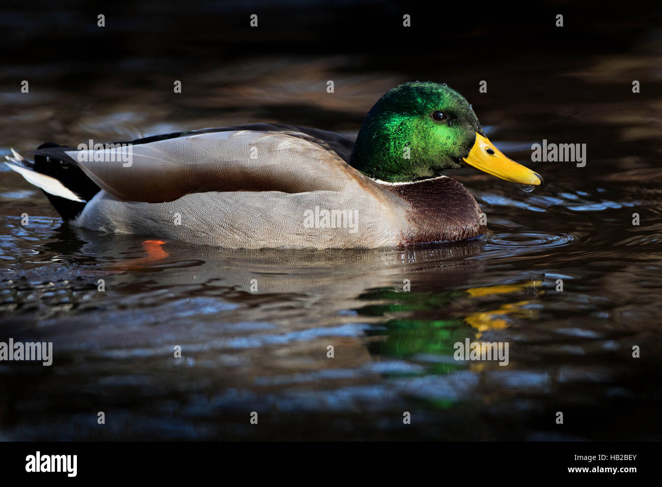 Mallard Drake riflessione sul laghetto scuro Foto Stock