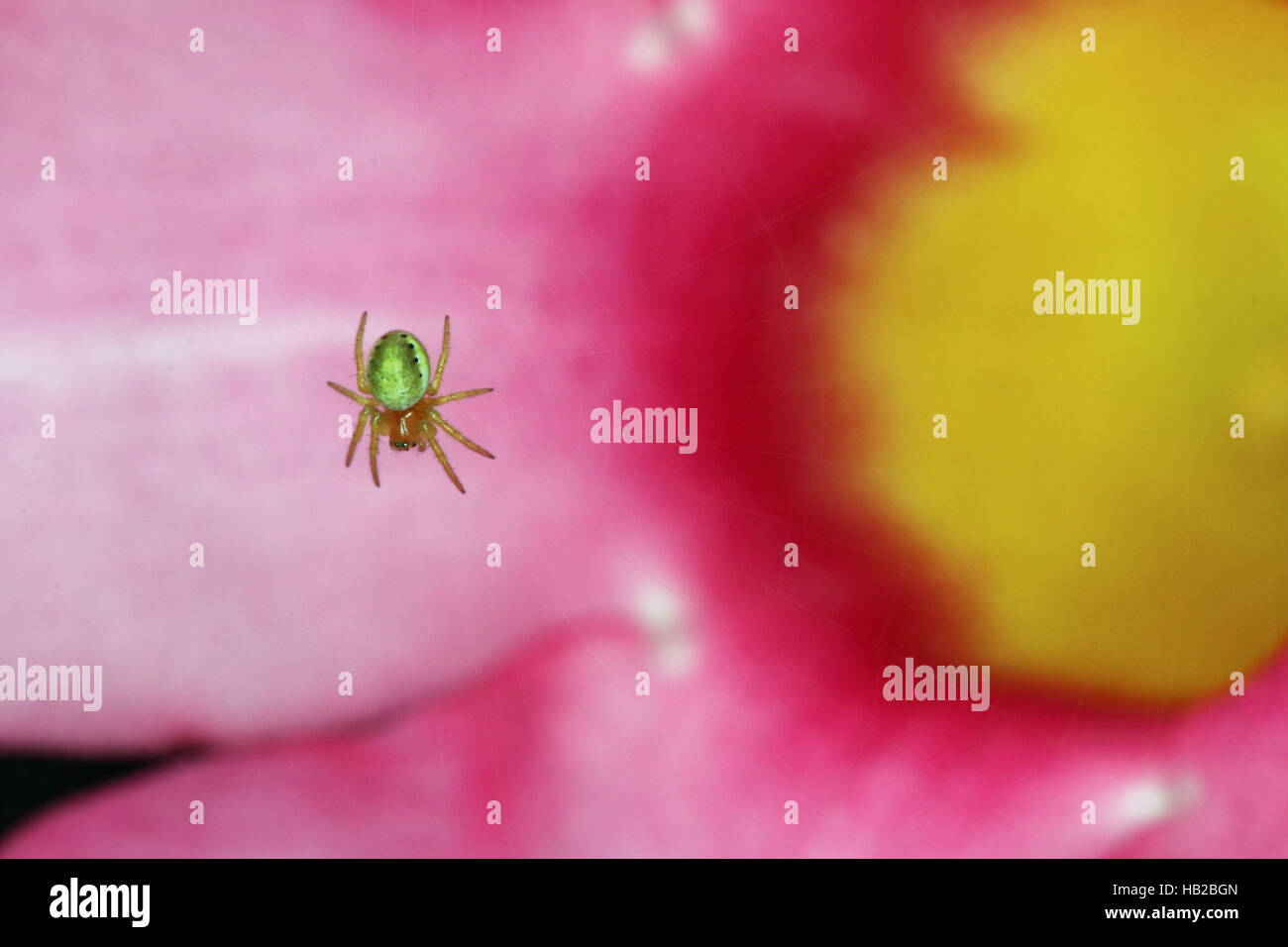 Cucumber green spider, Araniella cucurbitina Foto Stock