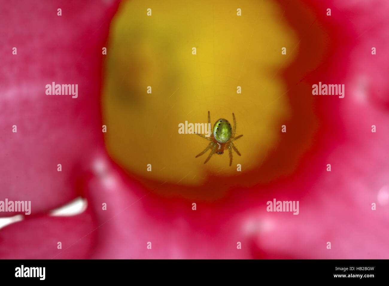 Cucumber green spider, Araniella cucurbitina Foto Stock