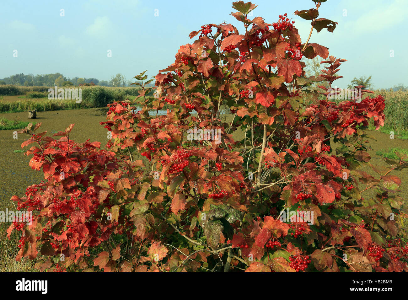 Viburno-rose, acqua sambuco, Viburnum opulus Foto Stock