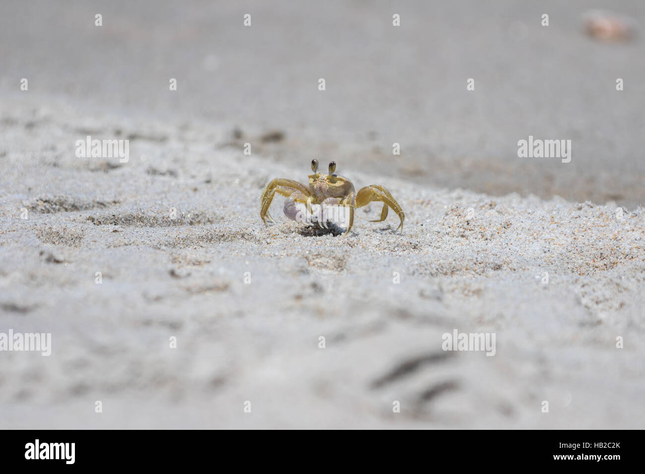 Atlantico Granchi fantasma (Ocypode aggettivo), Playalinda Beach, Merritt Island, Florida Foto Stock