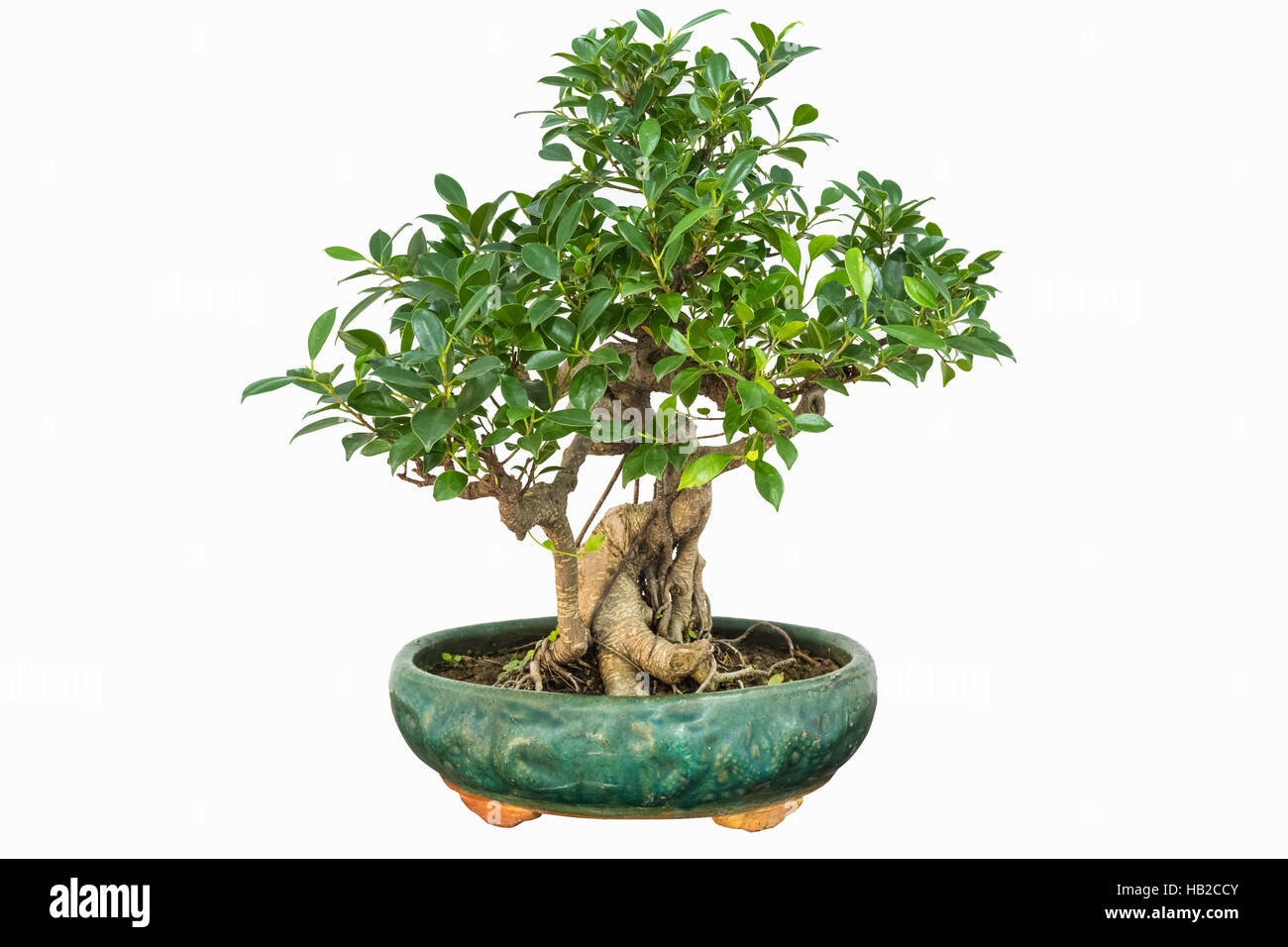 bonsai di Banyan Foto Stock