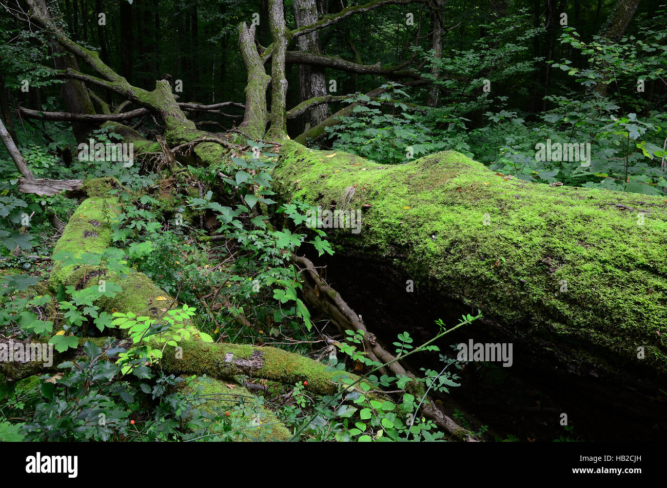 Boschi, foresta, giungla, Foto Stock