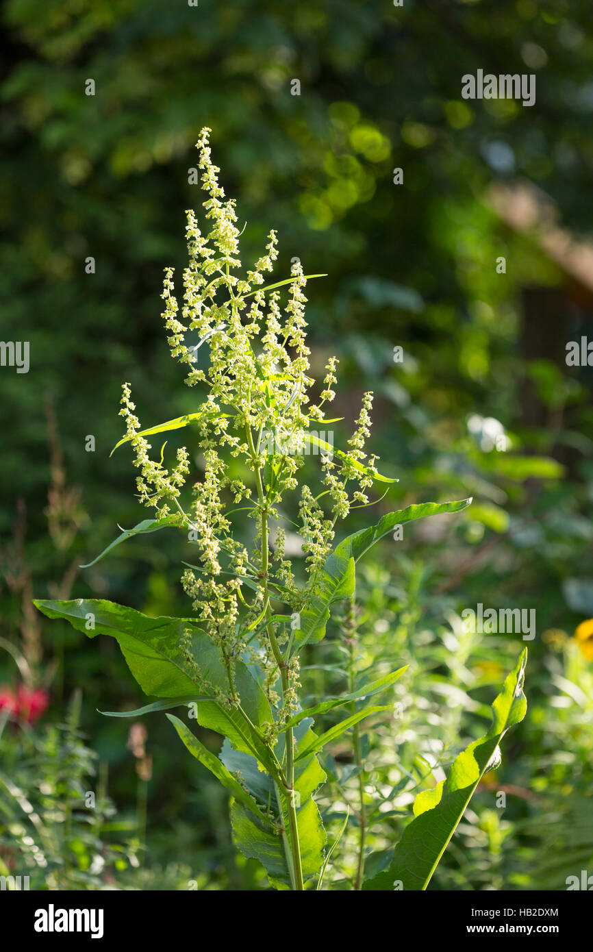 Red Dock o dock occidentale (Rumex aquaticus), Alta Baviera, Baviera, Germania Foto Stock