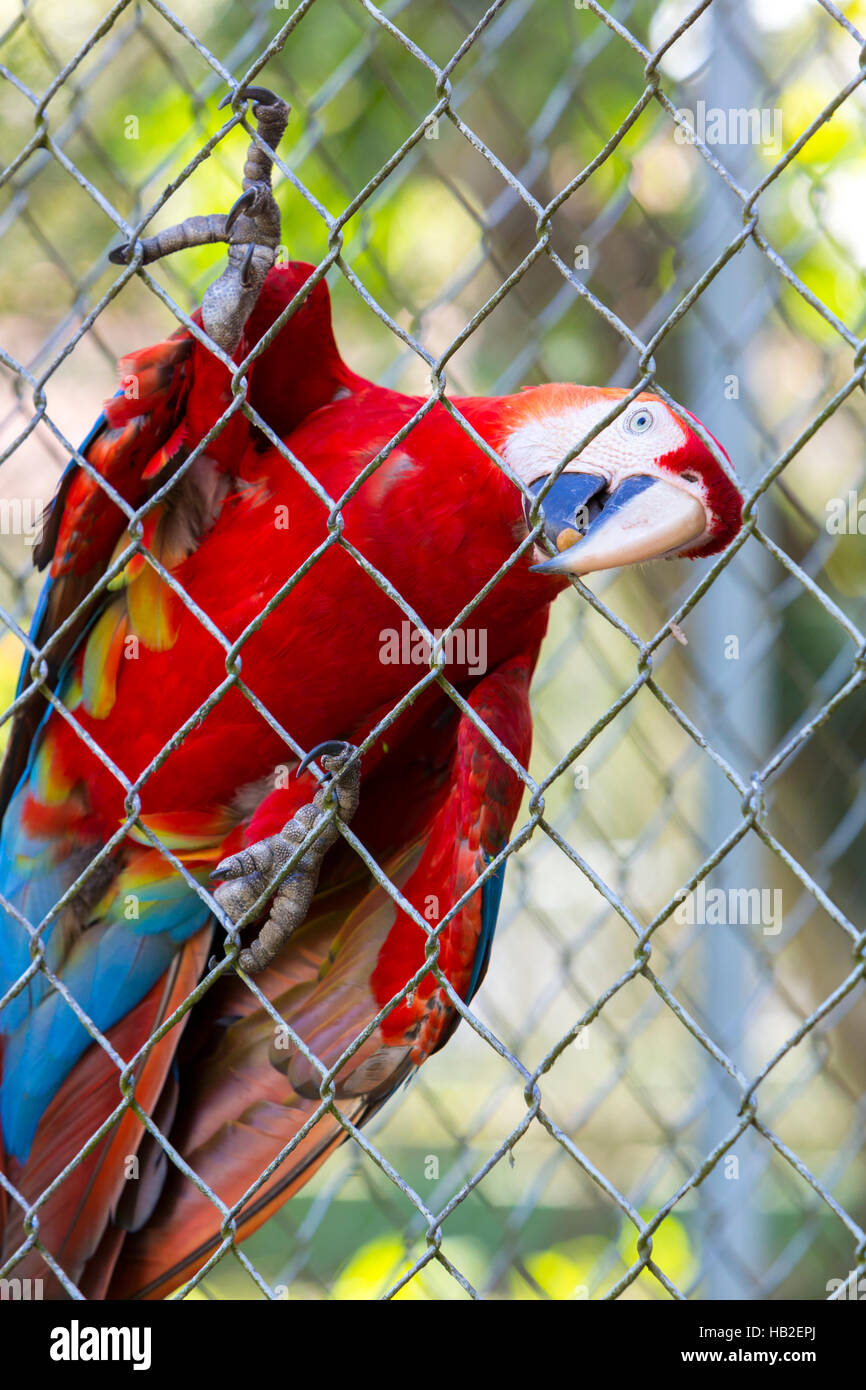 Red Parrot Gold Macaw vivono in cattività a Manaus zoo. Il Brasile Foto Stock
