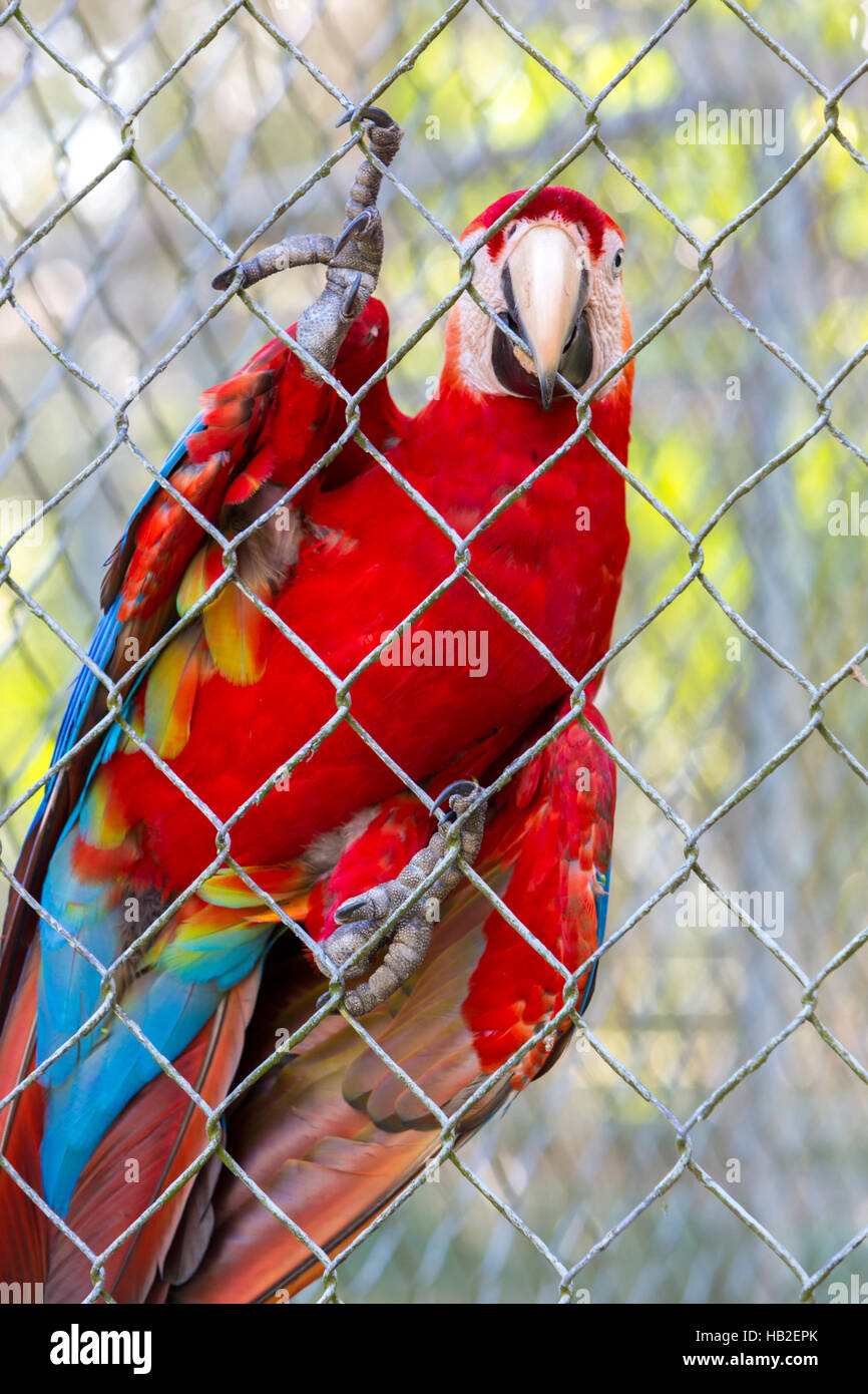 Red Parrot Gold Macaw vivono in cattività a Manaus zoo. Il Brasile Foto Stock