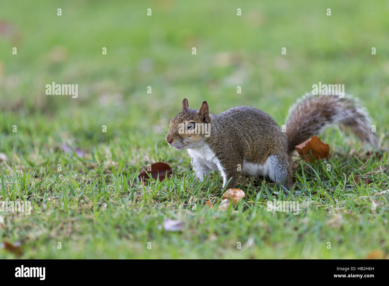 Scoiattolo (Sciurus carolinensis) fissando, Winter Park, Orlando, Florida Foto Stock