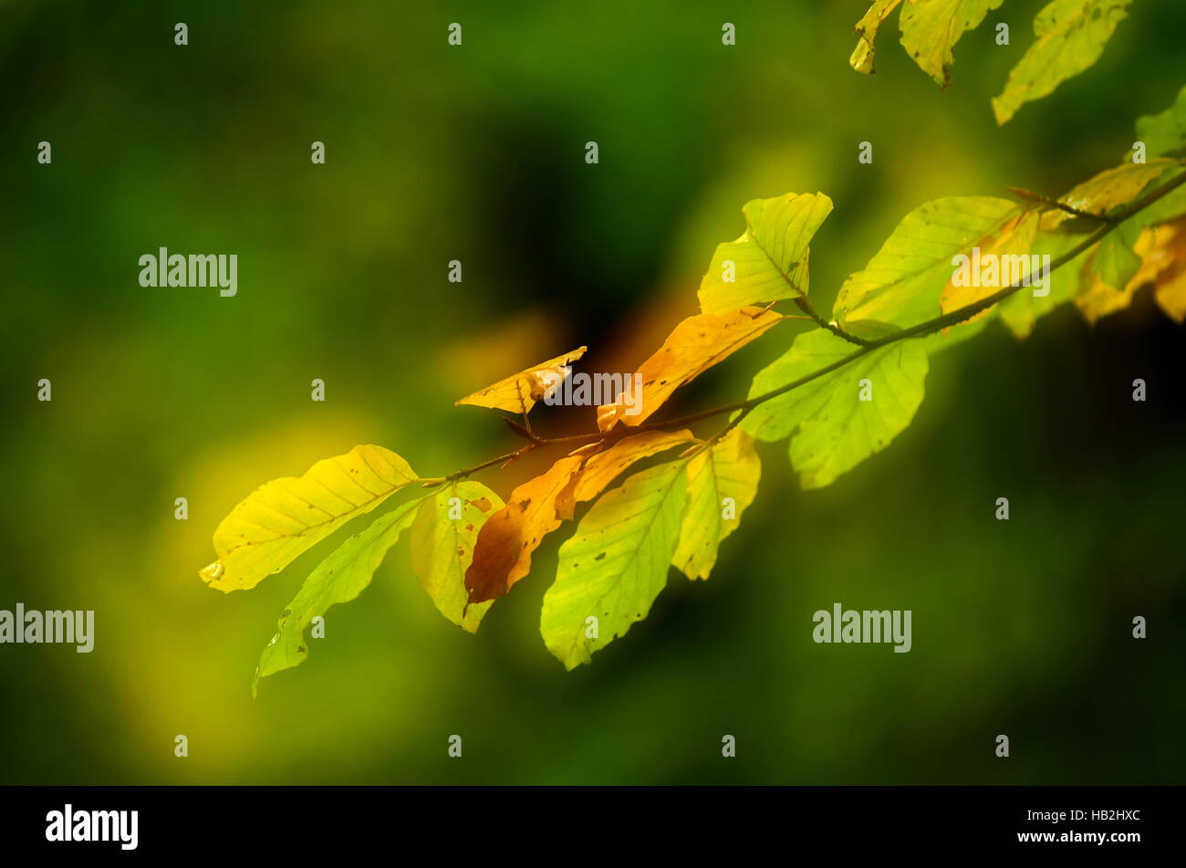 Foglie di autunno, idilliaco, atmosferici, autunno Foto Stock