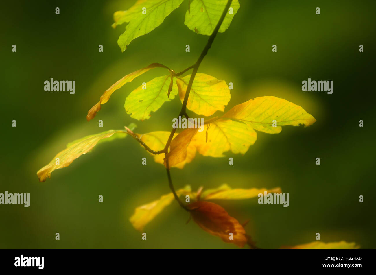 Foglie di autunno, idilliaco, atmosferici, autunno Foto Stock