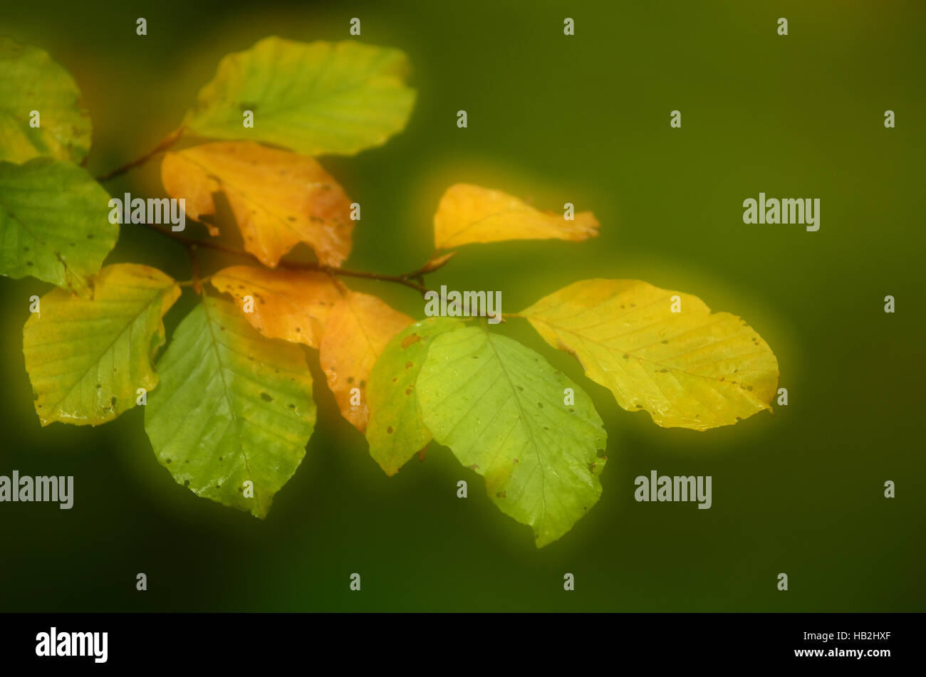 Foglie di autunno, idilliaco, atmosferici, autunno Foto Stock
