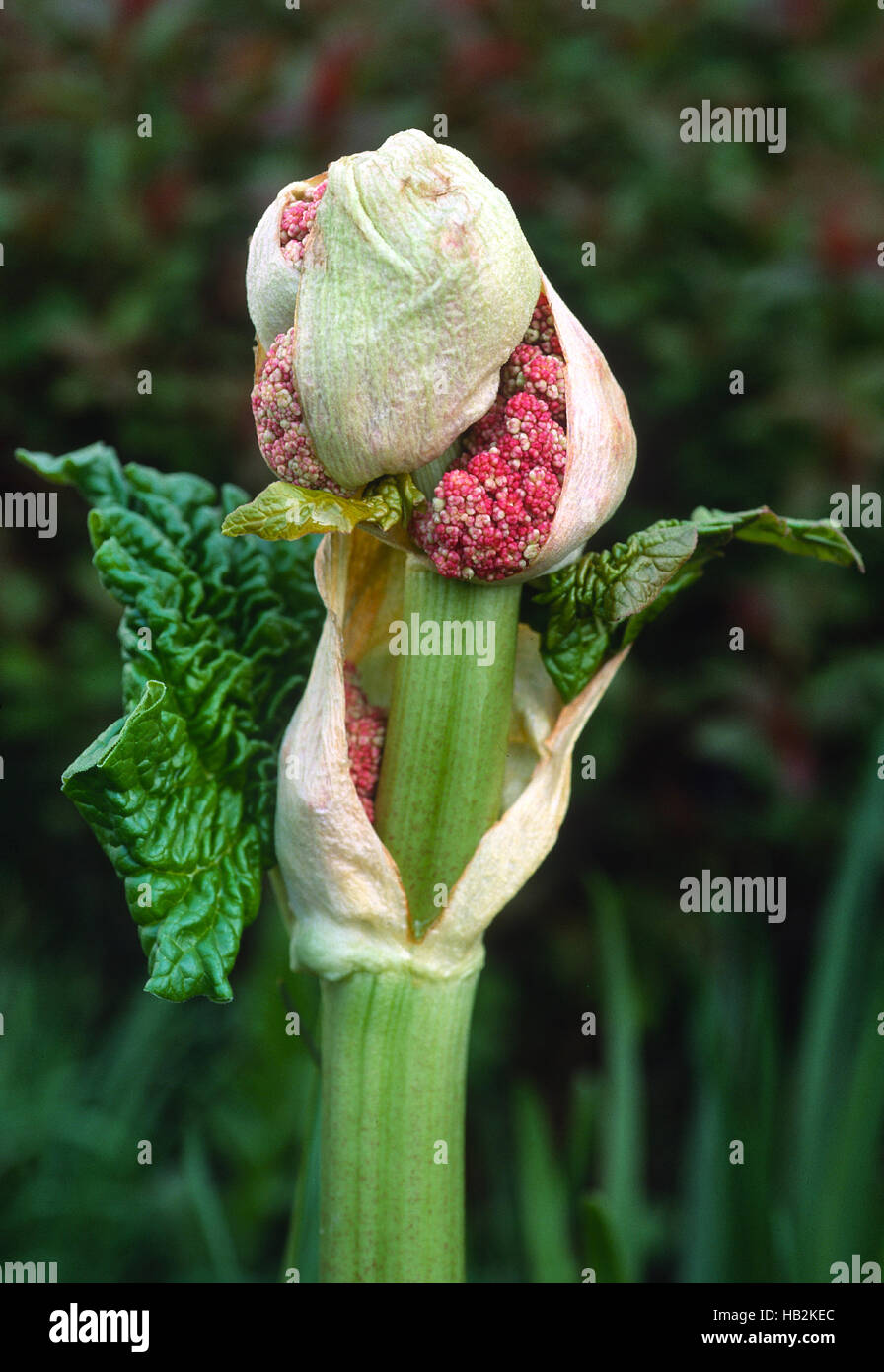 Rabarbaro, blossom, Foto Stock