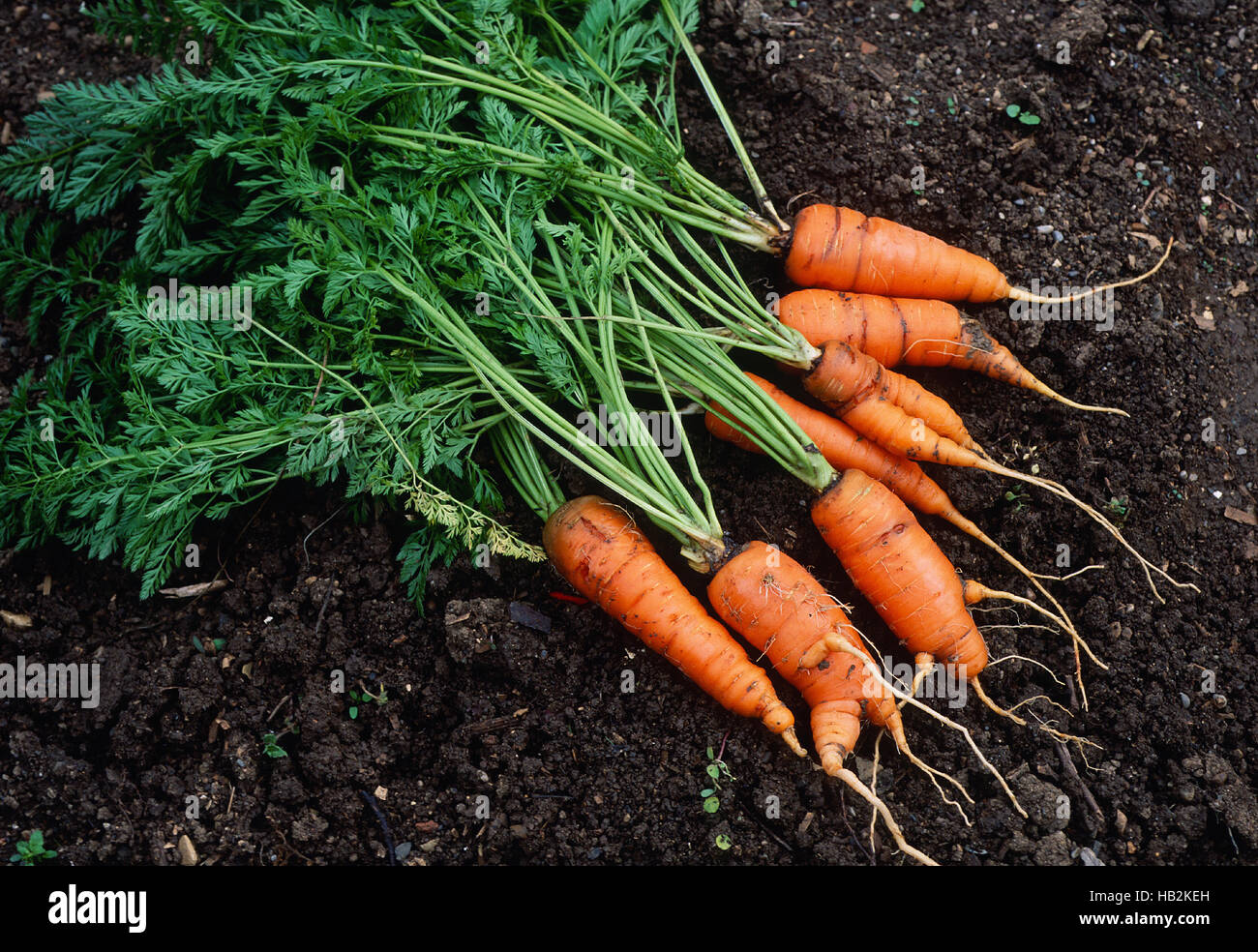 La carota, verdure, Foto Stock