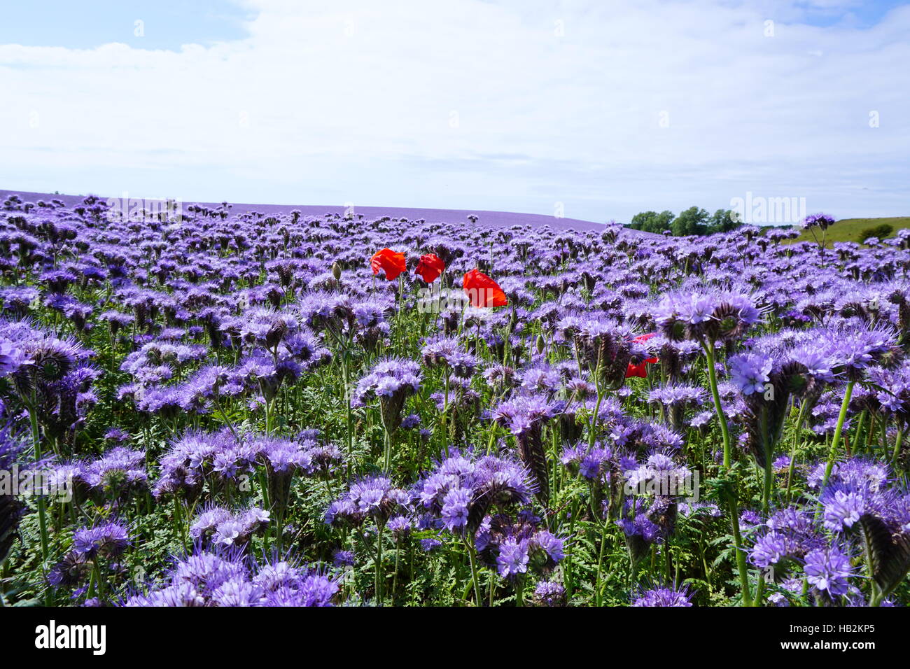 Impianto di papavero in un campo di phacelia Foto Stock Impianto di papavero in un campo di phacelia Foto Stock