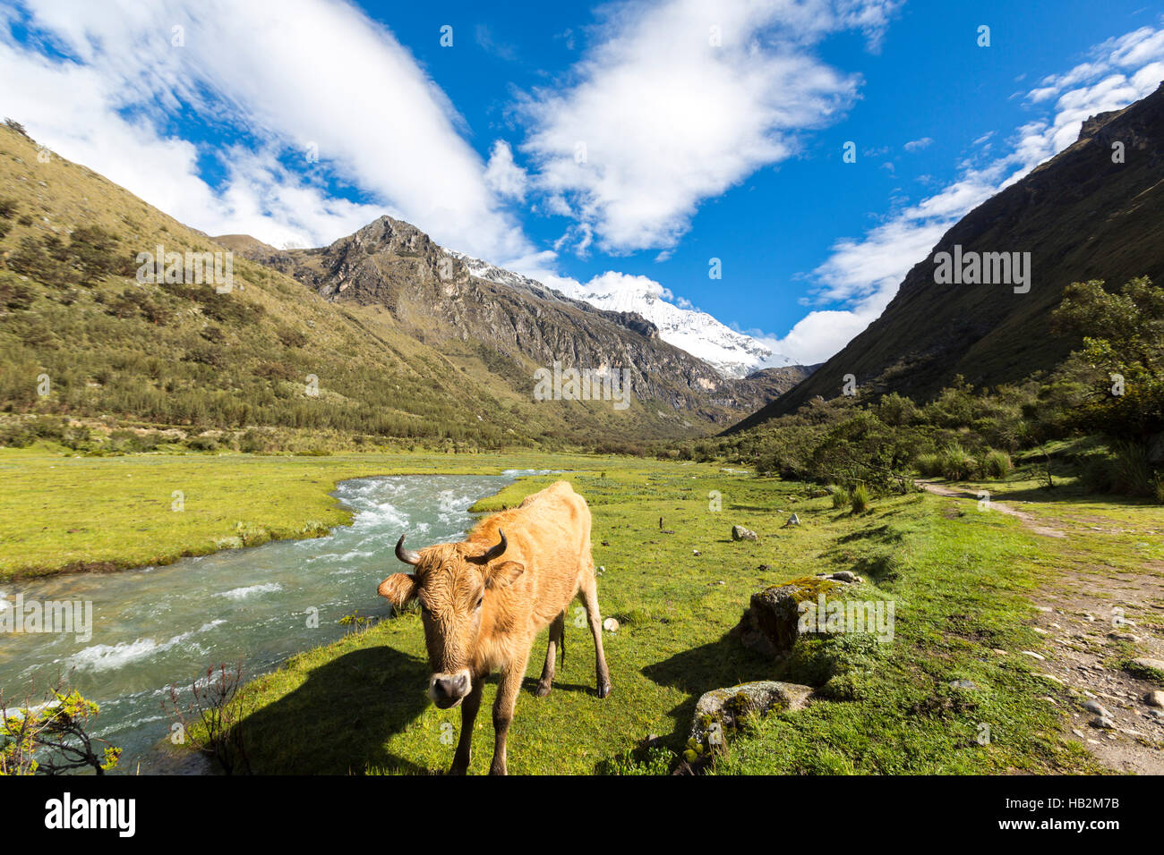 Coperta di neve picco di montagna e la mucca nel campo, Cordillera Blanca, Foto Stock