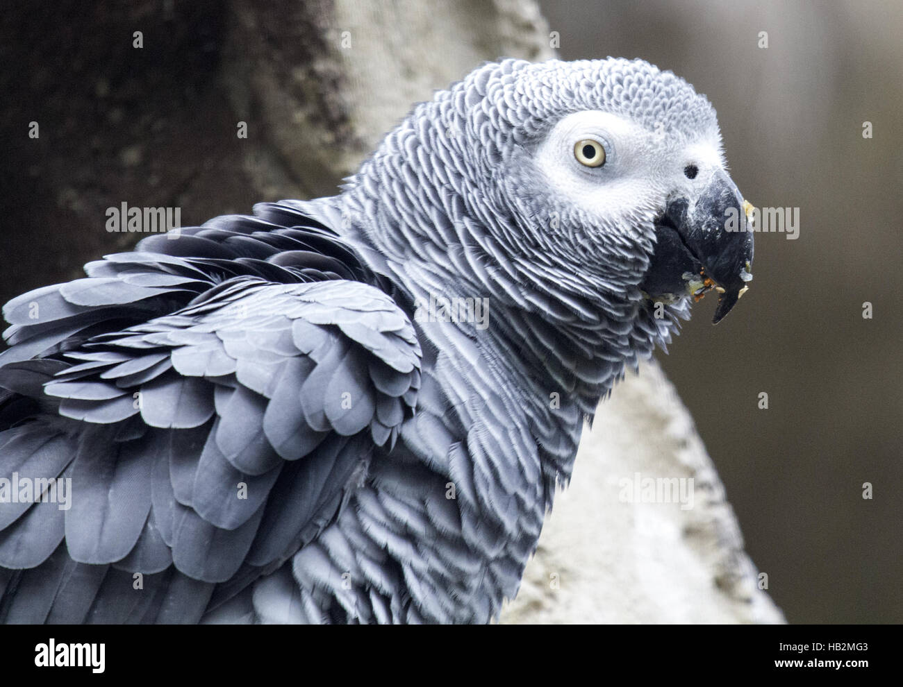 Pappagallo grigio africano, pappagallo grigio Foto Stock