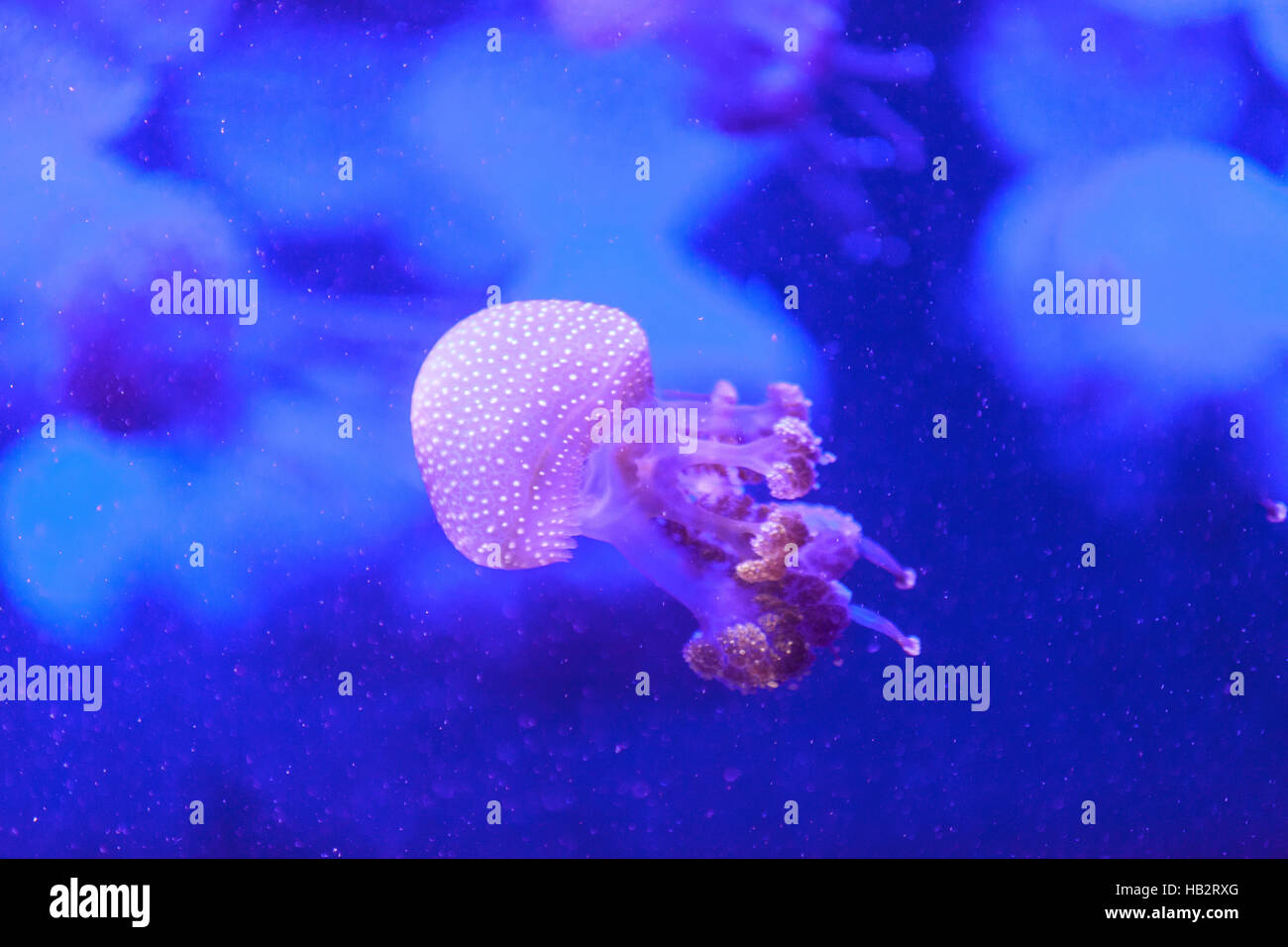 Australian spotted jelly, Phyllorhiza punctata Foto Stock
