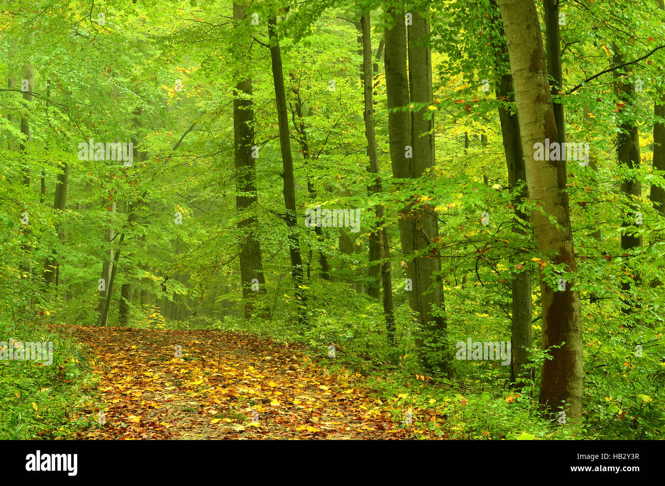 Autunno, Foresta, strada forestale, atmosferici Foto Stock