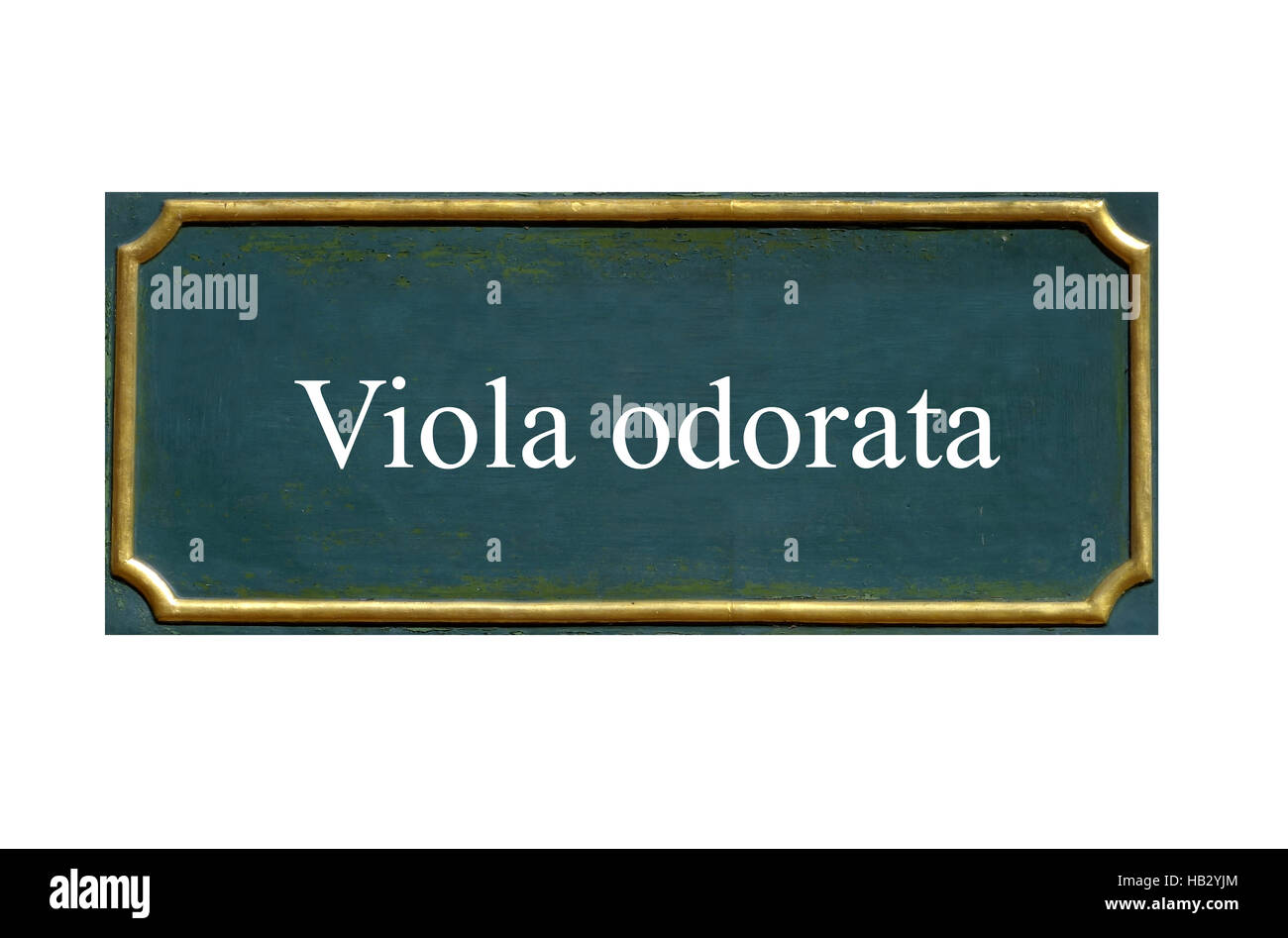 Schermo viola odorata Foto Stock