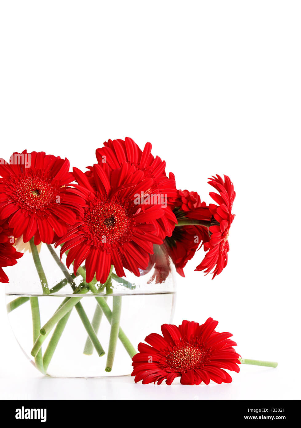 Closeup od red gerber margherite in vaso di vetro Foto Stock