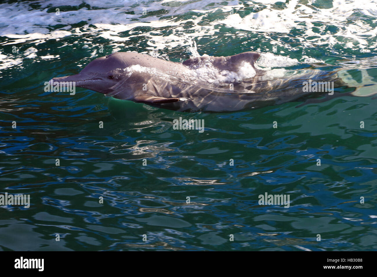 Dolphin in Khor Ash Sham in Oman. Foto Stock