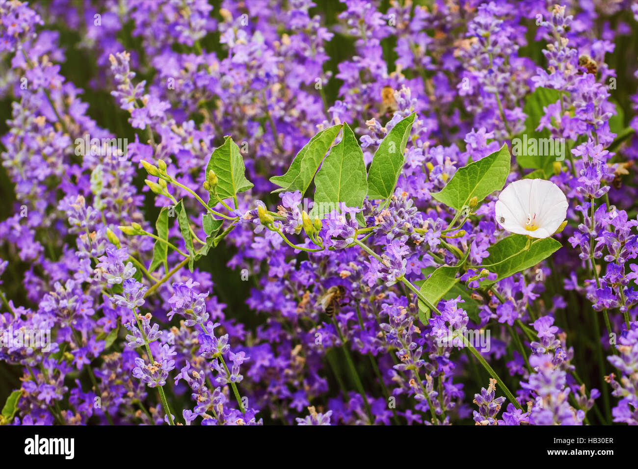 Convolvulus arvense (campo centinodia) Foto Stock