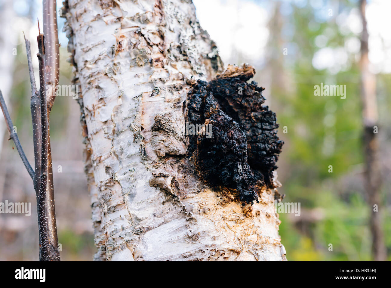 Fungo Chaga (Inonotus obliquus) cresce su una carta betulla in British Columbia, Canada Foto Stock