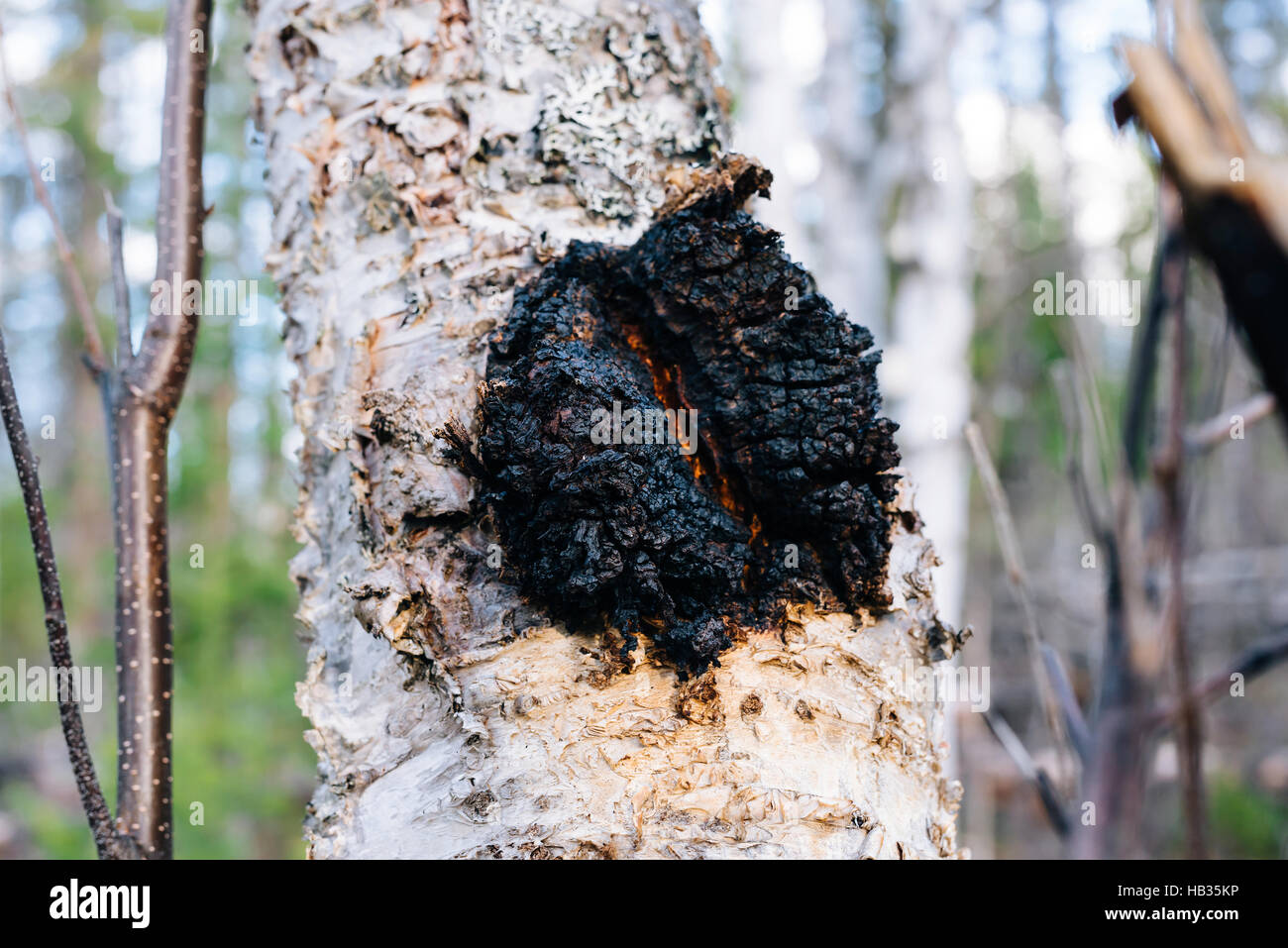 Fungo Chaga (Inonotus obliquus) cresce su una carta betulla in British Columbia, Canada Foto Stock