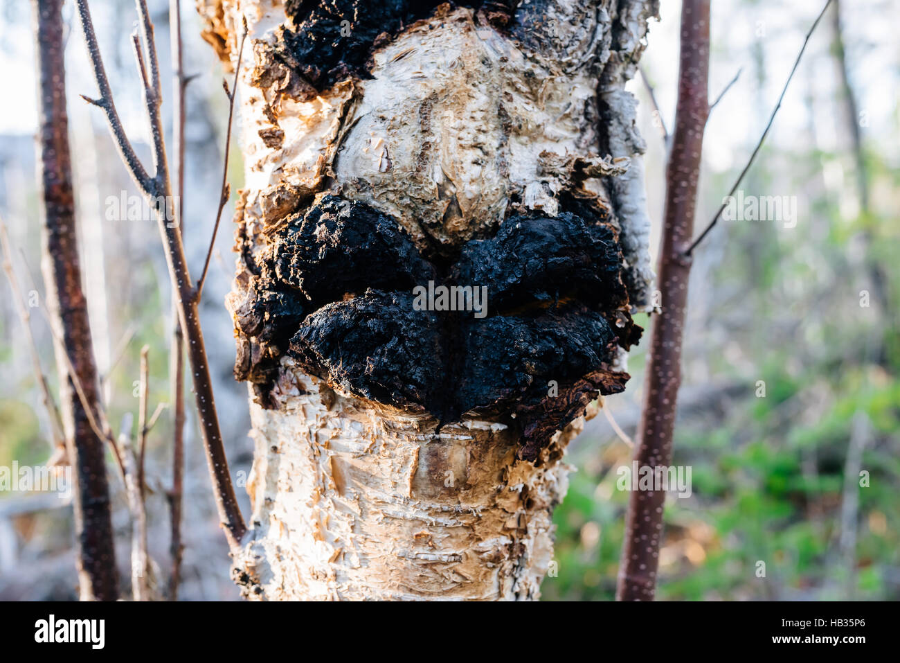 Fungo Chaga (Inonotus obliquus) cresce su una carta betulla in British Columbia, Canada Foto Stock