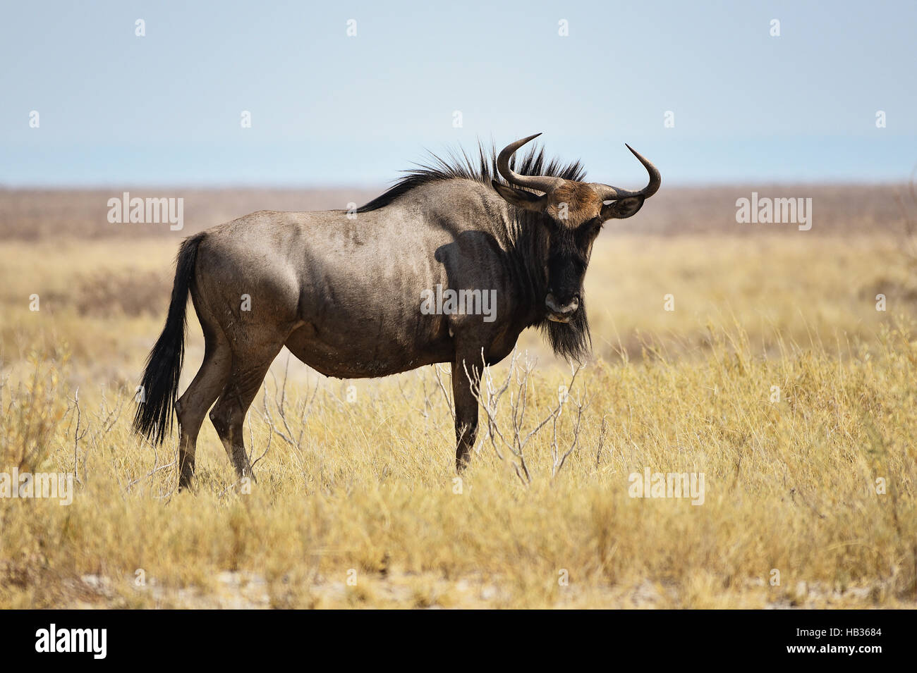 Blue Gnu in Namibia in Africa Foto Stock